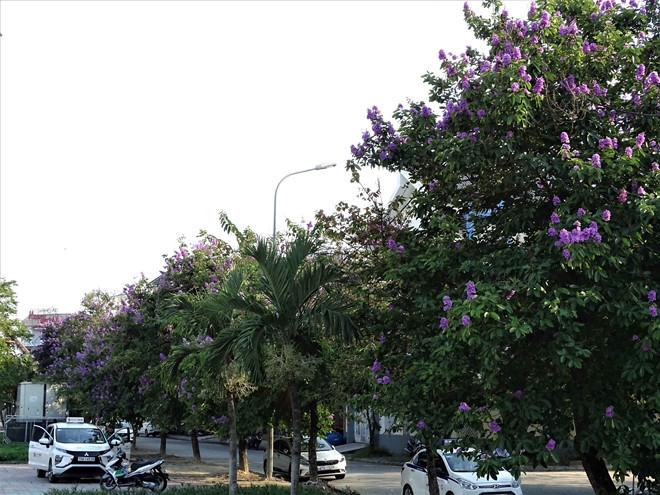 hue draws attentions with summer flower carpets