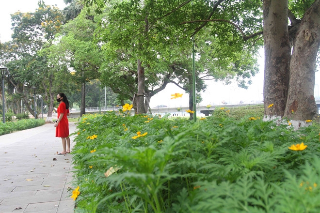 hue draws attentions with summer flower carpets