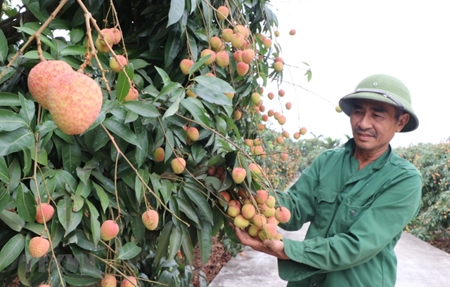Vietnam News Today: EVFTA submitted to National Assembly for ratification vietnam news today evfta submitted to national assembly for ratification
