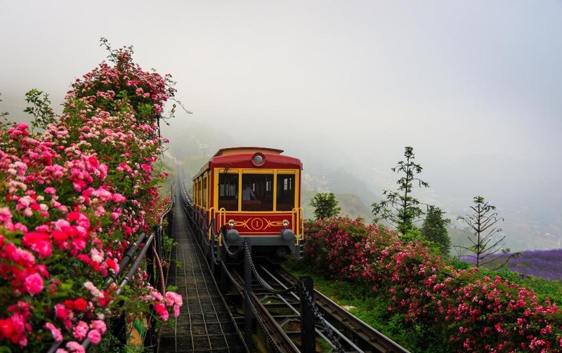 Sapa’s rose valley recognised as largest one in Vietnam sapas rose valley recognised as largest one in vietnam