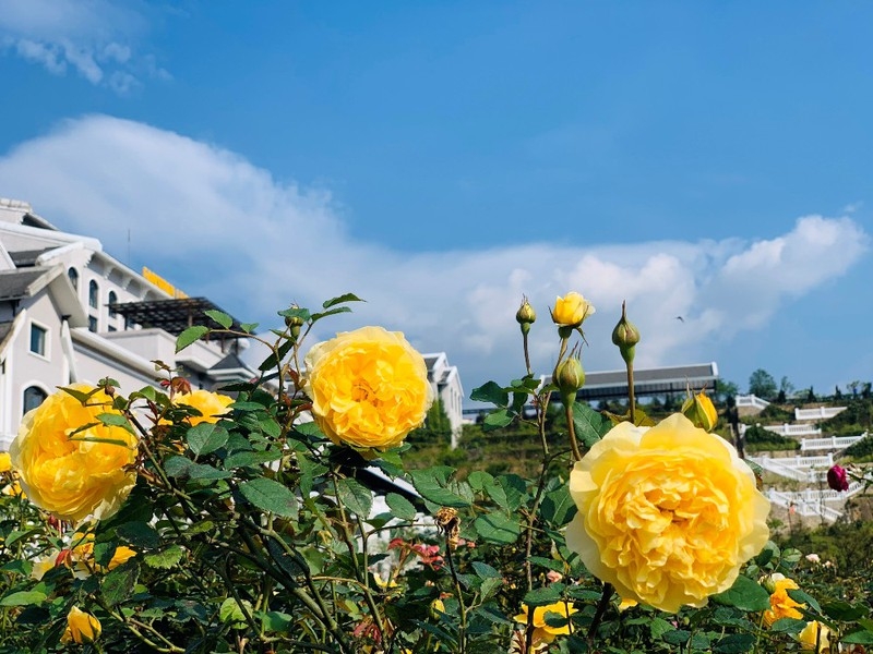 Sapa’s rose valley recognised as largest one in Vietnam sapas rose valley recognised as largest one in vietnam