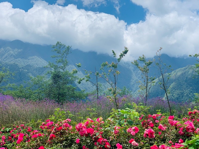 Sapa’s rose valley recognised as largest one in Vietnam sapas rose valley recognised as largest one in vietnam