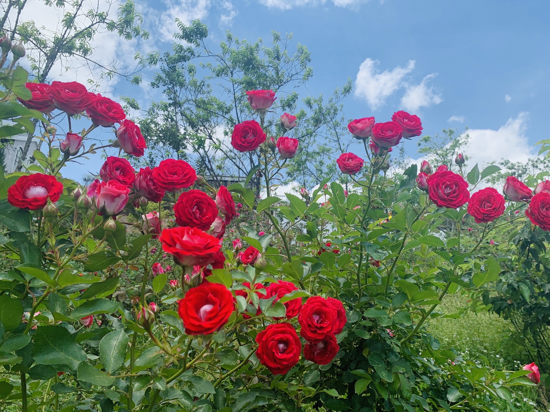 Sapa’s rose valley recognised as largest one in Vietnam sapas rose valley recognised as largest one in vietnam