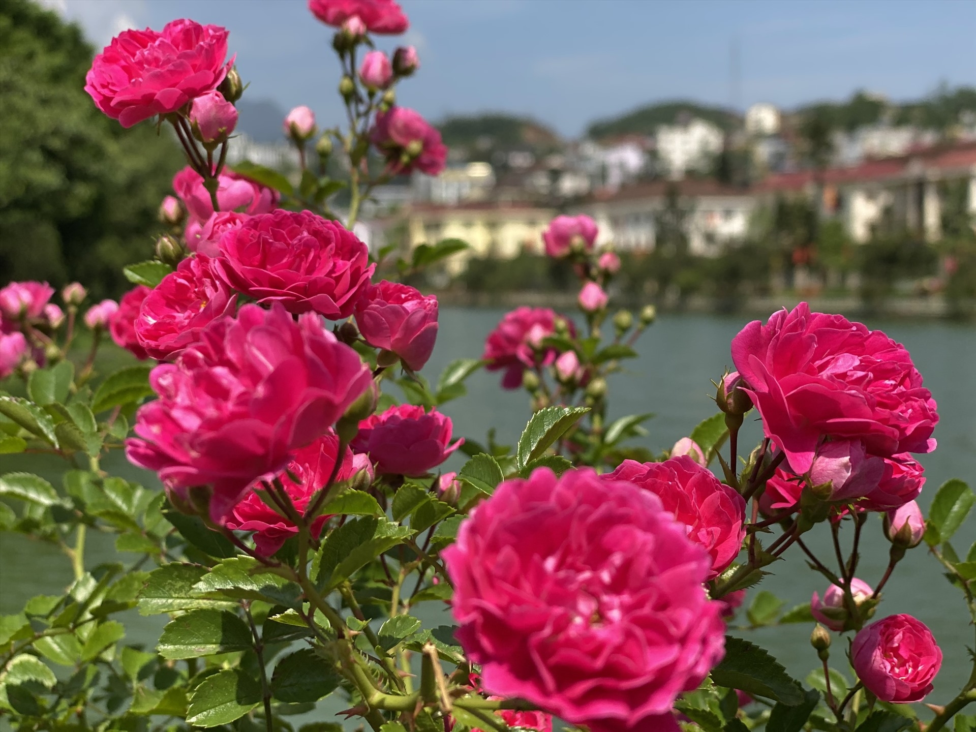 Sapa’s rose valley recognised as largest one in Vietnam sapas rose valley recognised as largest one in vietnam