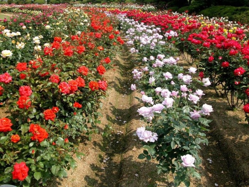 Sapa’s rose valley recognised as largest one in Vietnam sapas rose valley recognised as largest one in vietnam