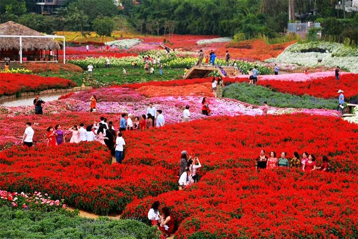 Sapa’s rose valley recognised as largest one in Vietnam sapas rose valley recognised as largest one in vietnam