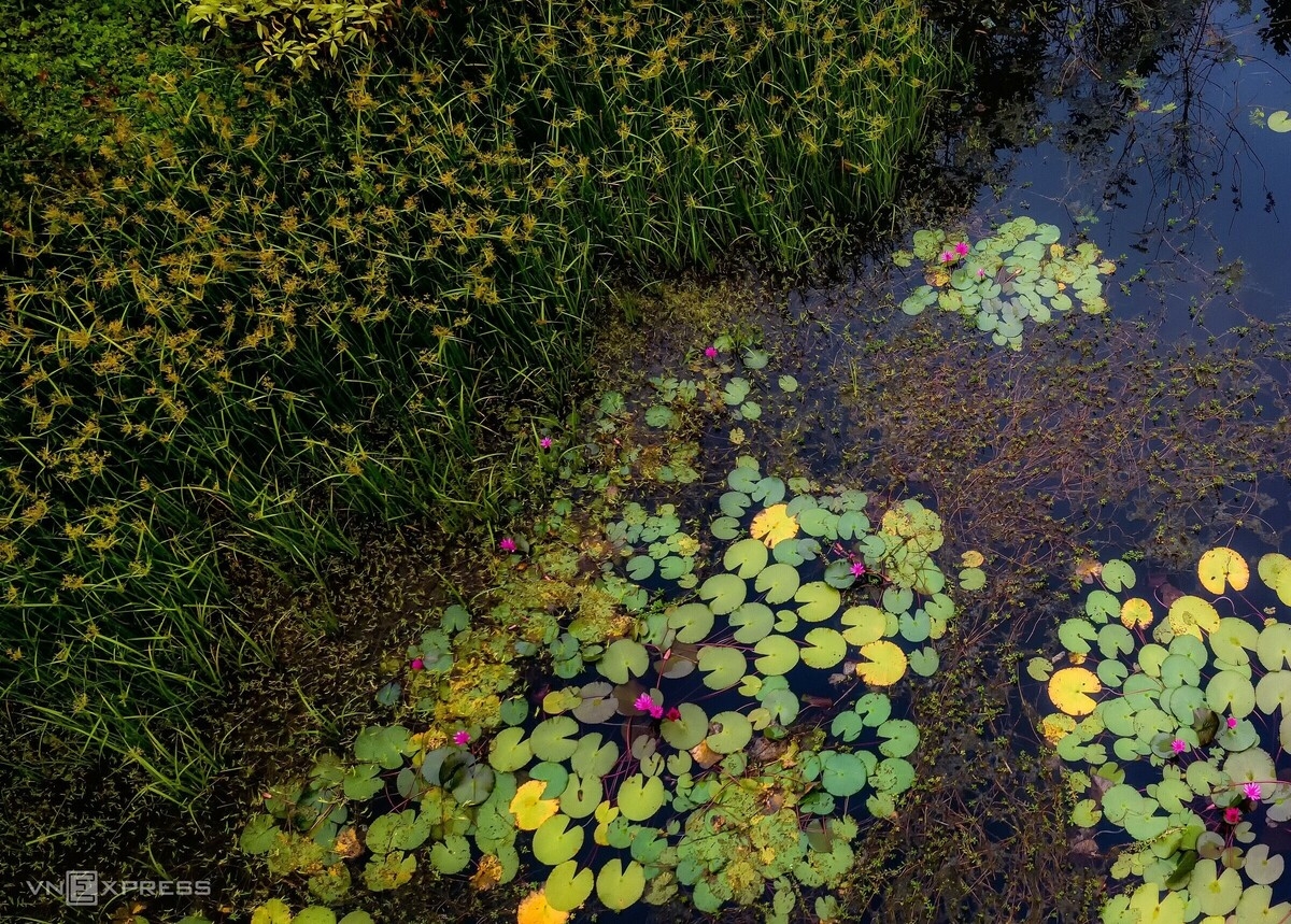 Water lily lagoon at the foot of Eo Gio pass Water lily lagoon at the foot of Eo Gio pass