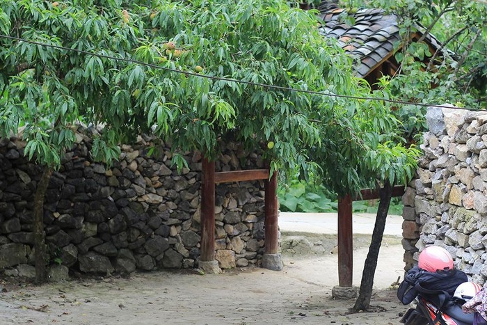 Pao's house, a cultural and architectural attraction in Ha Giang province paos house a cultural and architectural attraction in ha giang province