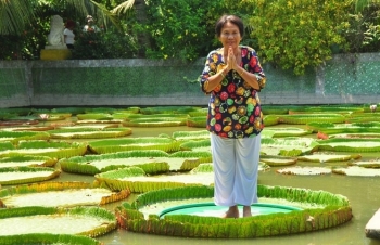 lotus flower blooming in hanoi amid sweltering summer