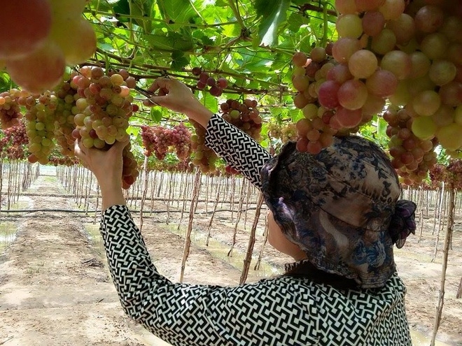 Fruit-laden vineyards, must-discover attraction in Ninh Thuan fruit laden vineyards must discover attraction in ninh thuan