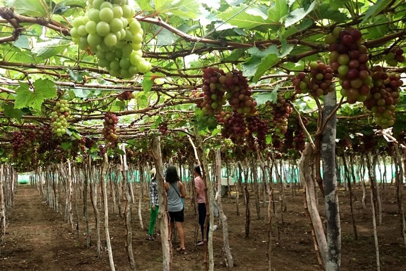 Fruit-laden vineyards, must-discover attraction in Ninh Thuan fruit laden vineyards must discover attraction in ninh thuan