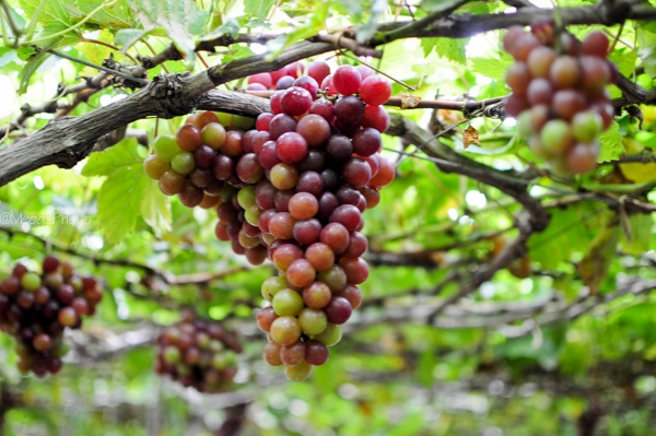 Fruit-laden vineyards, must-discover attraction in Ninh Thuan fruit laden vineyards must discover attraction in ninh thuan