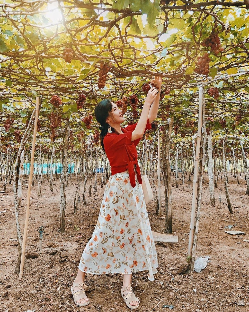 Fruit-laden vineyards, must-discover attraction in Ninh Thuan fruit laden vineyards must discover attraction in ninh thuan