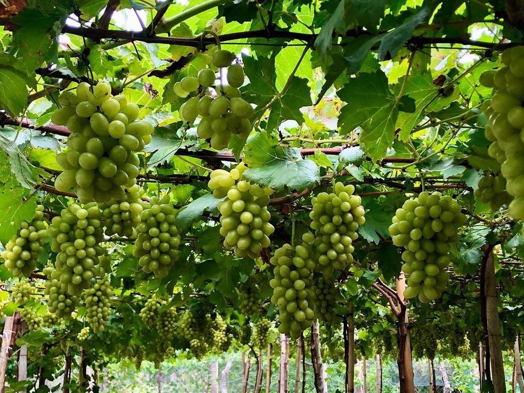 Fruit-laden vineyards, must-discover attraction in Ninh Thuan fruit laden vineyards must discover attraction in ninh thuan