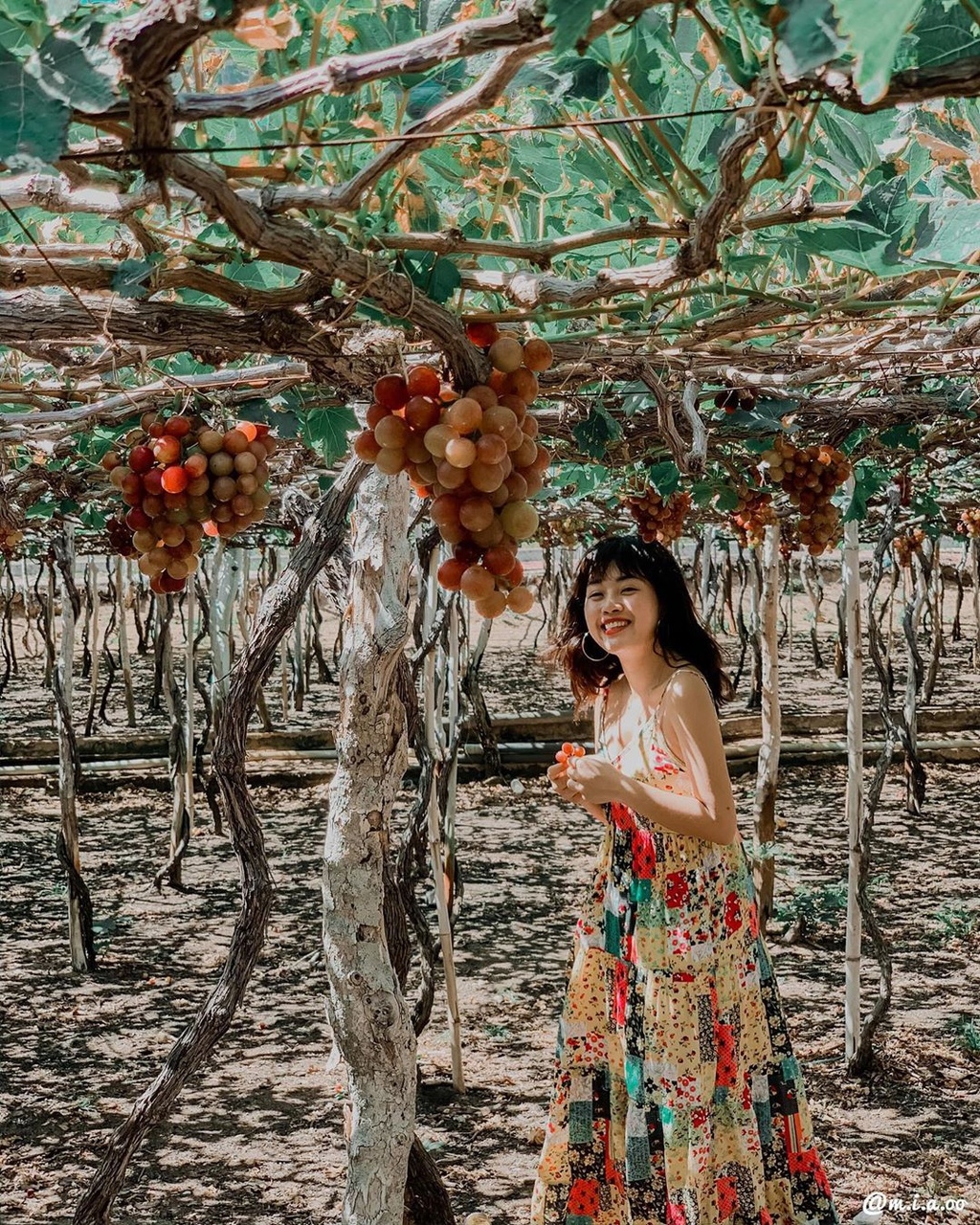 Fruit-laden vineyards, must-discover attraction in Ninh Thuan fruit laden vineyards must discover attraction in ninh thuan