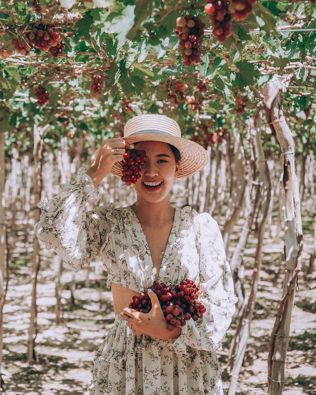 Fruit-laden vineyards, must-discover attraction in Ninh Thuan fruit laden vineyards must discover attraction in ninh thuan