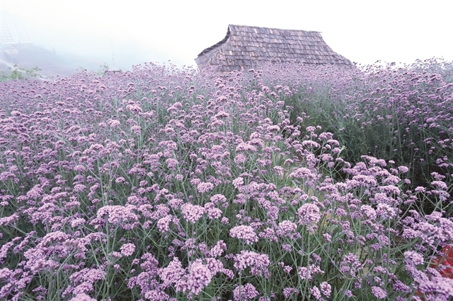 Enchanting violet flowers colors the dreamy northern town of Sapa Enchanting violet flowers colors the dreamy northern town of Sapa