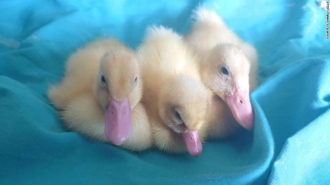 undefined Beep, Peep, and Meep