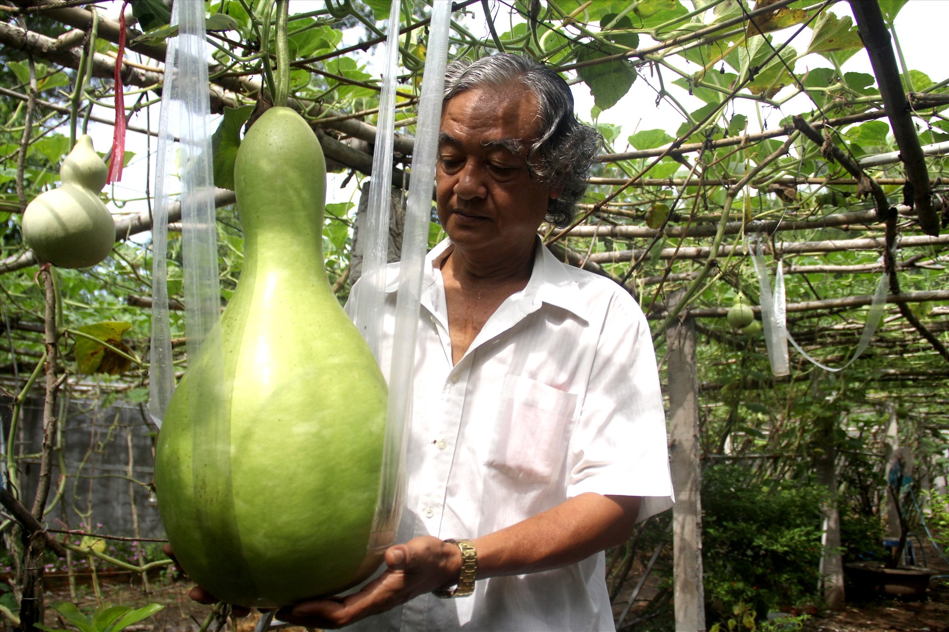 Unique 25kg giant gourds in Can Tho southern Vietnam unique 25kg giant gourds in can tho southern vietnam