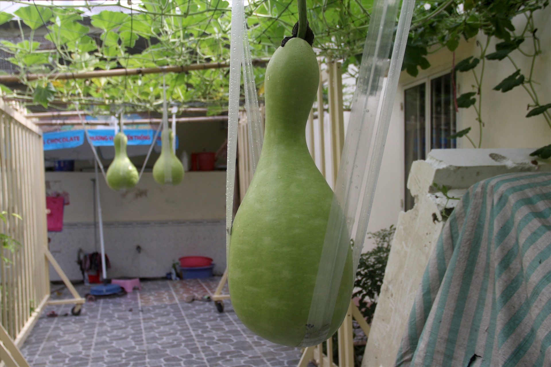 Unique 25kg 'giant' gourds in Can Tho, southern Vietnam unique 25kg giant gourds in can tho southern vietnam
