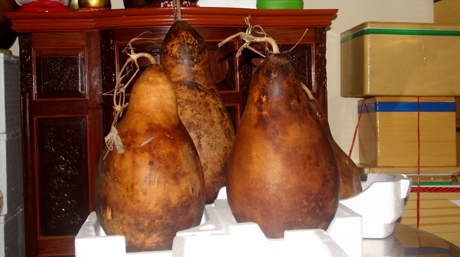 Unique 25kg 'giant' gourds in Can Tho, southern Vietnam unique 25kg giant gourds in can tho southern vietnam