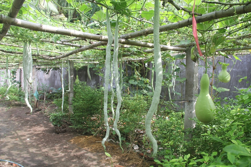 Unique 25kg 'giant' gourds in Can Tho, southern Vietnam unique 25kg giant gourds in can tho southern vietnam
