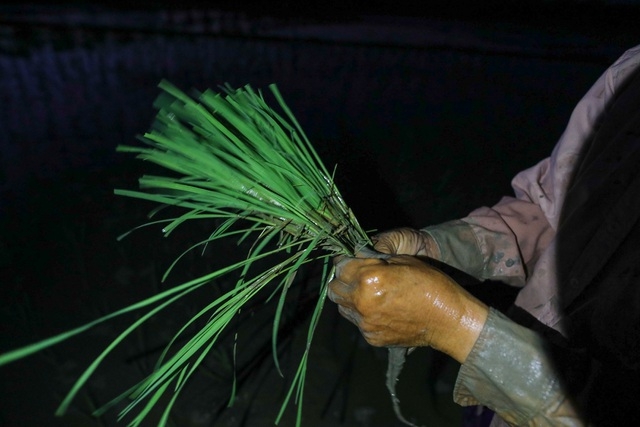 Vietnamese farmers transplant rice seedlings at night to avoid scorching heat vietnamese farmers transplant rice seedlings at night to avoid scorching heat