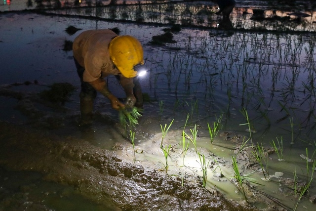 Vietnamese farmers transplant rice seedlings at night to avoid scorching heat vietnamese farmers transplant rice seedlings at night to avoid scorching heat