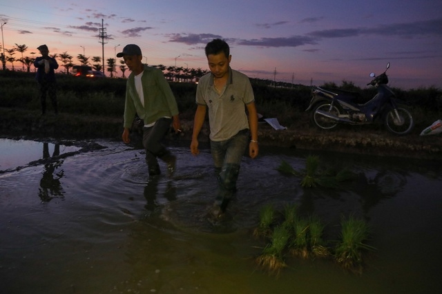 Vietnamese farmers transplant rice seedlings at night to avoid scorching heat vietnamese farmers transplant rice seedlings at night to avoid scorching heat