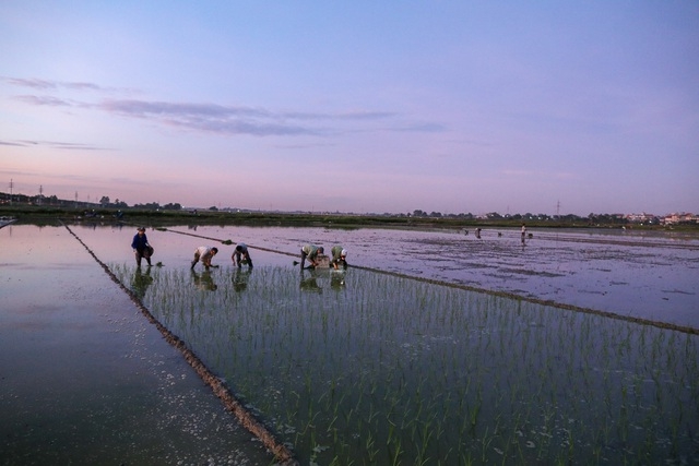 Vietnamese farmers transplant rice seedlings at night to avoid scorching heat vietnamese farmers transplant rice seedlings at night to avoid scorching heat