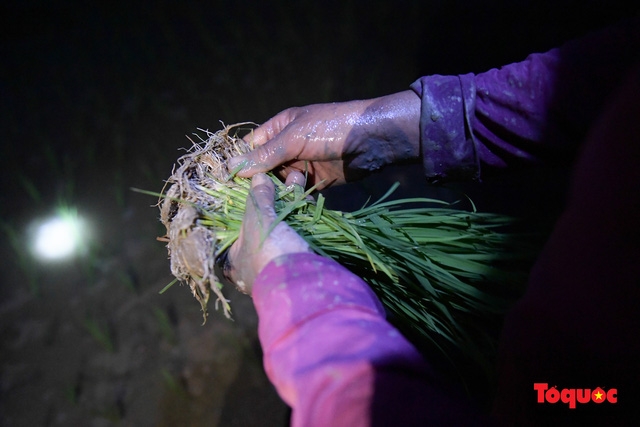 Vietnamese farmers transplant rice seedlings at night to avoid scorching heat vietnamese farmers transplant rice seedlings at night to avoid scorching heat