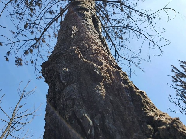 Within 4 days,  Dien Chau district witnessed 4 fires, causing damage to over 70ha of pine, acacia, and melaleuca forests. About 30ha of old pine forests is considered the heaviest damage 