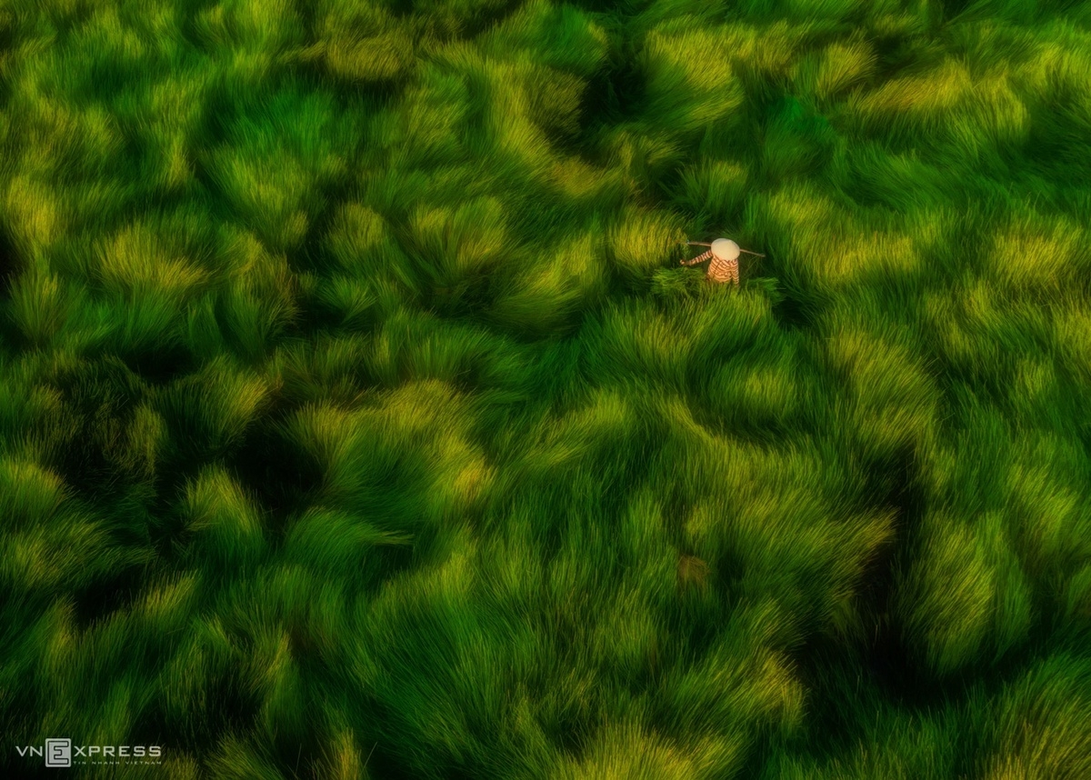 Picturesque photos of Vietnam's Southern villages Lush green grass fields