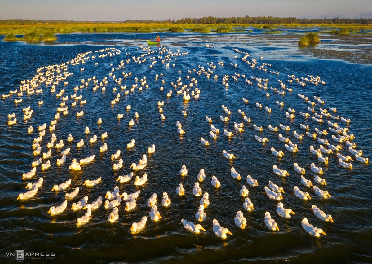 Picturesque photos of Vietnam's Southern villages A duck herder on a flooded field