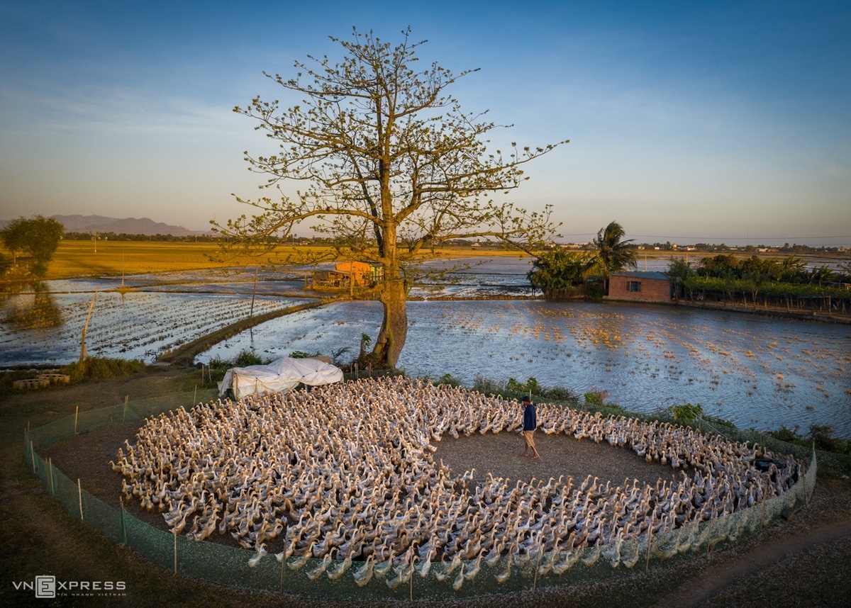 villages A farmer busy herding his ducks in a field