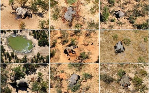 undefined At least 359 elephants carcasses found in Botswana