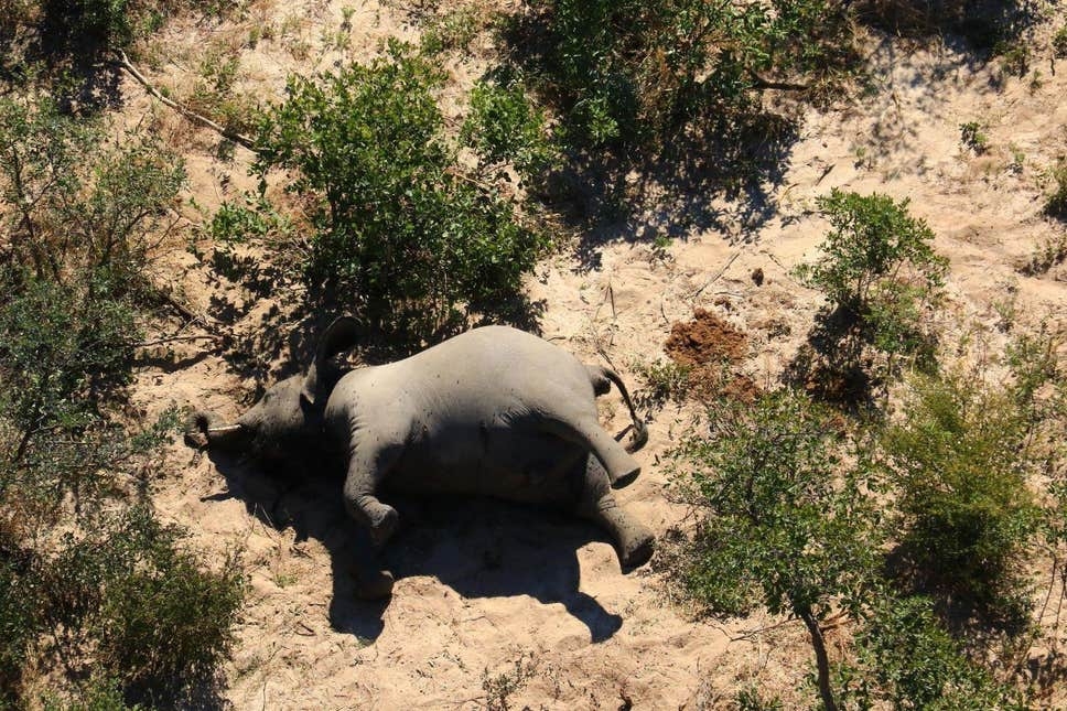 undefined An elephant lies dying in the middle of the forest