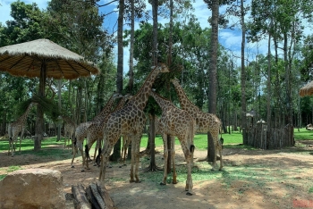 vinpearl safari phu quoc a ticket to the wilderness