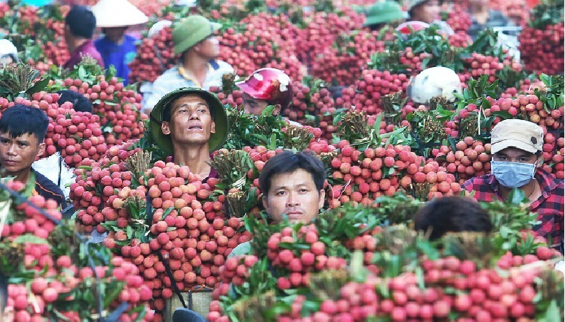 undefined Lychee is among the four mostly-exported fresh fruits in Vietnam.