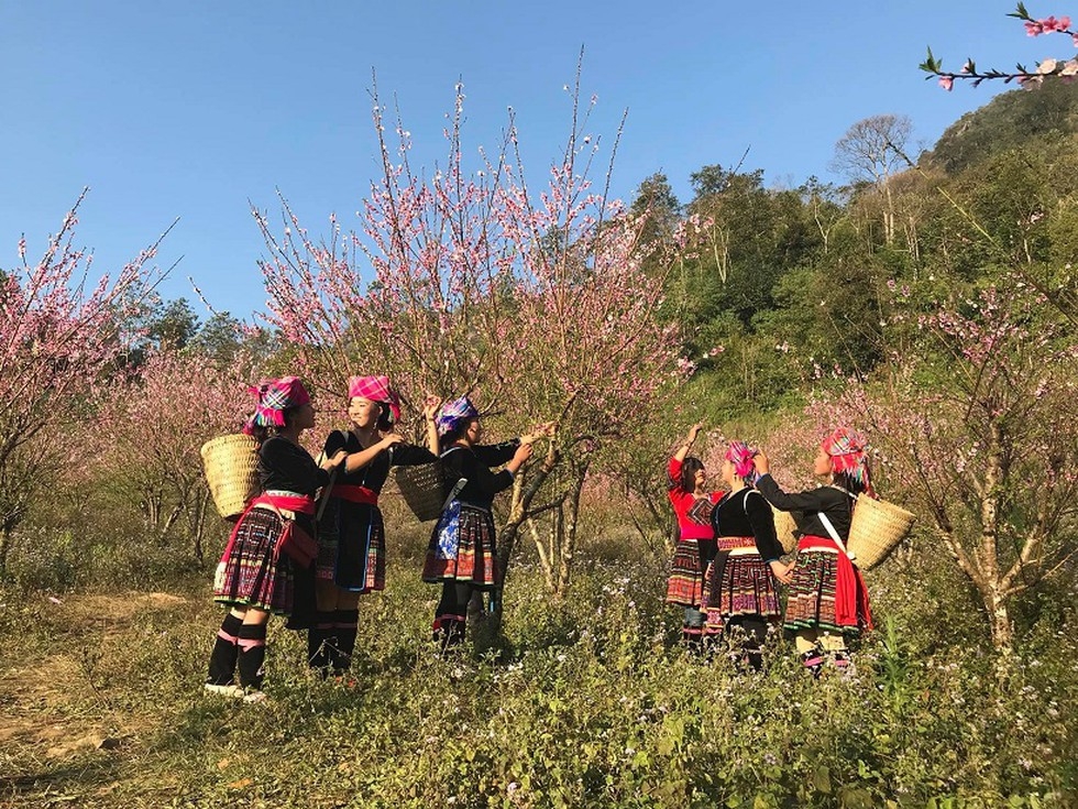 Lai Chau, Tay Bac Peach blossom garden in Lai Chau