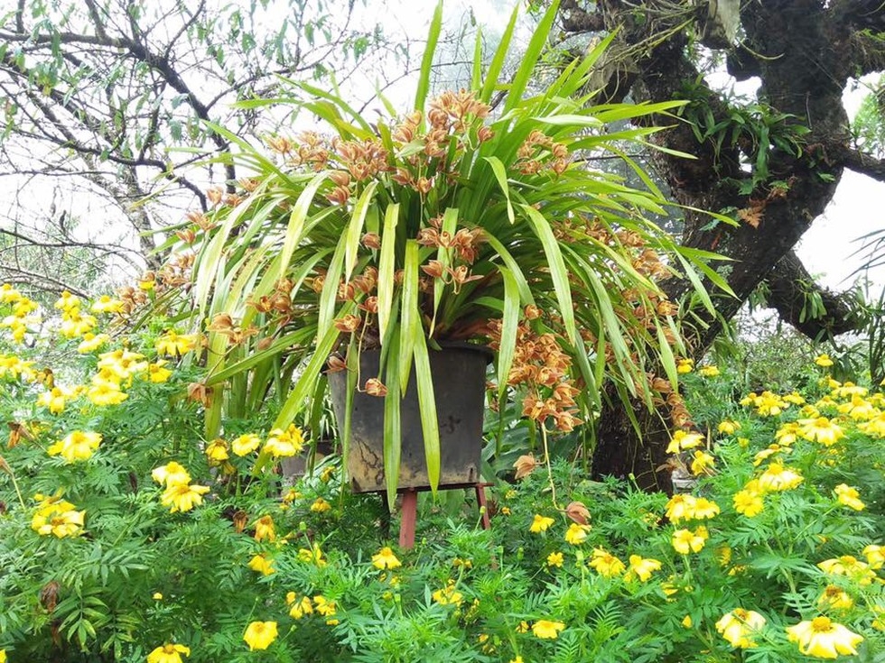 Lai Chau, Tay Bac Orchid garden