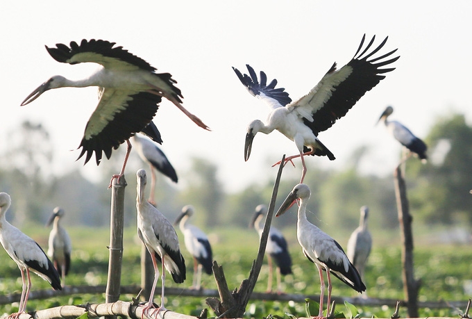 Thousands of rare storks flock to water hyacinth river in Vietnam Stunning scene as thousands of rare storks flock Say swamp, central Vietnam