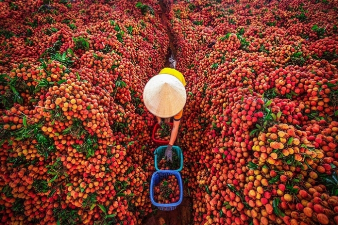Vietnamese exporters turn to domestic market amid Covid-19 pandemic Vietnamese exporters turn to domestic market amid Covid-19 pandemic
