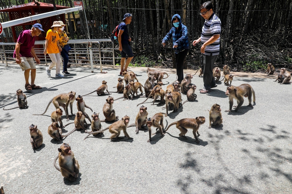 Tourist destination flocked with thousands of monkeys Tourist destination flocked with thousands of monkeys