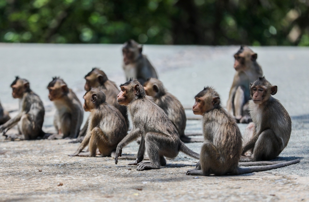 Tourist destination flocked with thousands of monkeys Tourist destination flocked with thousands of monkeys