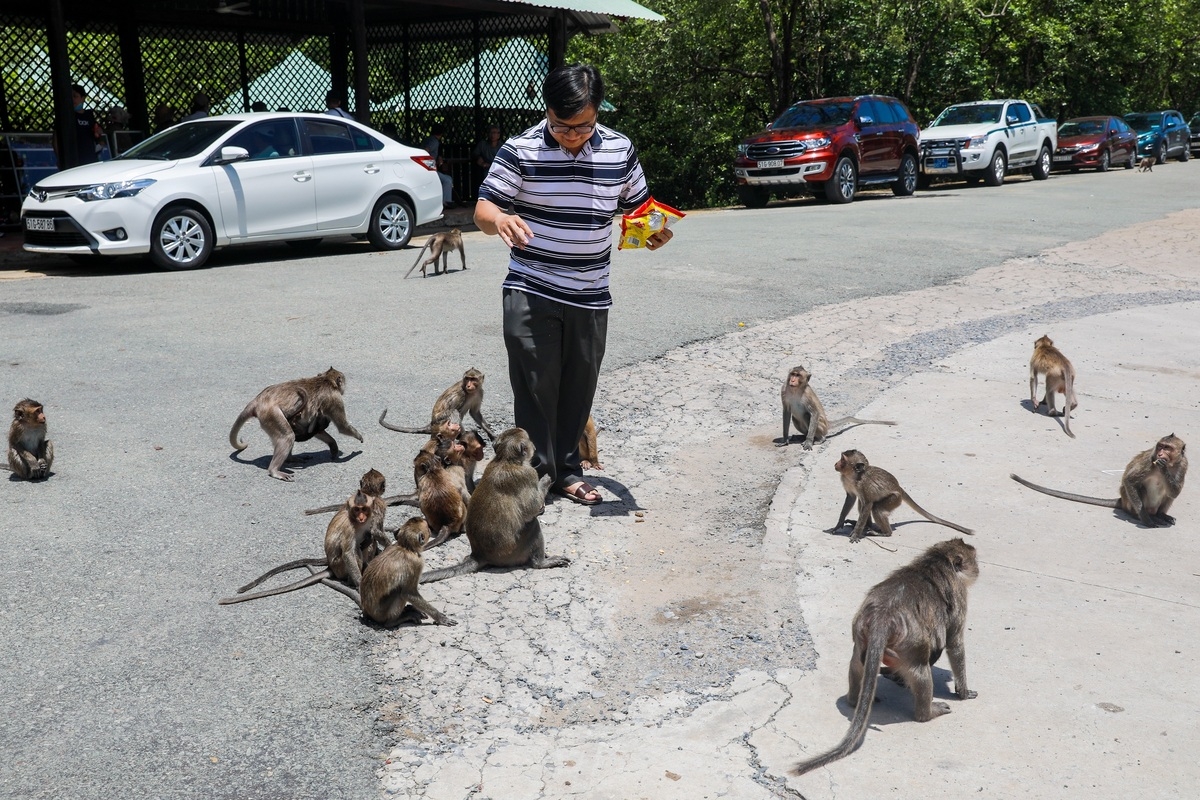 Tourist destination flocked with thousands of monkeys Tourist destination flocked with thousands of monkeys