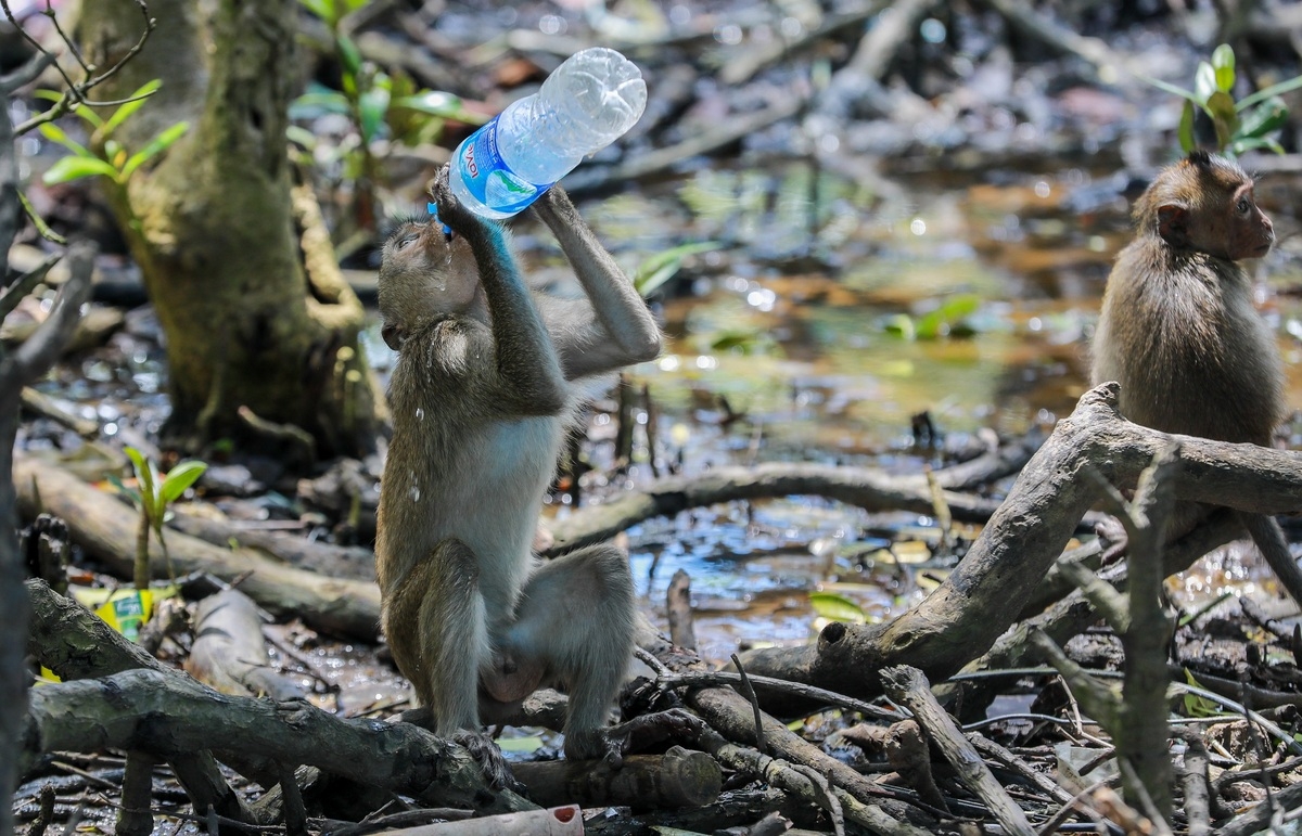 Tourist destination flocked with thousands of monkeys Tourist destination flocked with thousands of monkeys