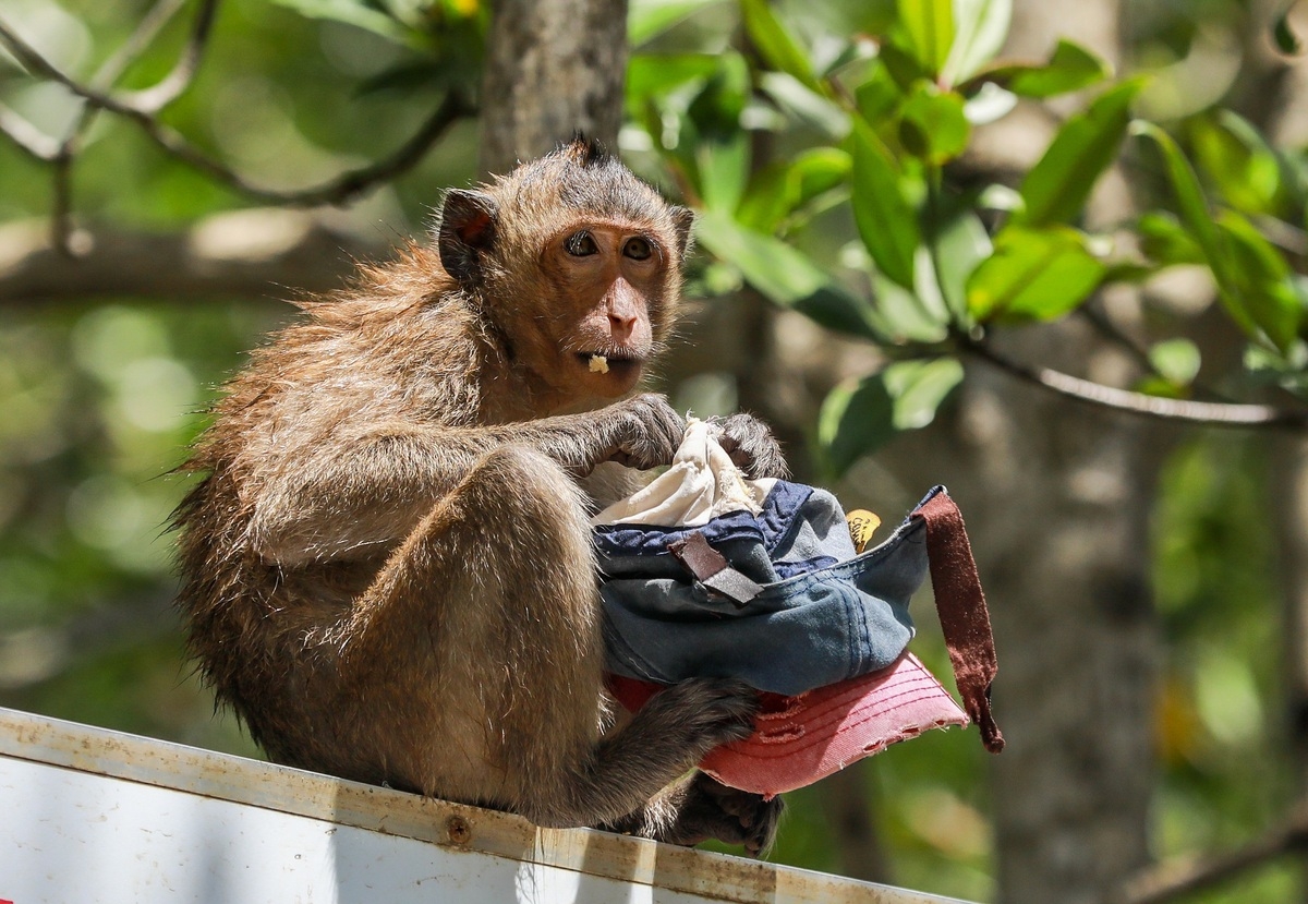 Tourist destination flocked with thousands of monkeys Tourist destination flocked with thousands of monkeys