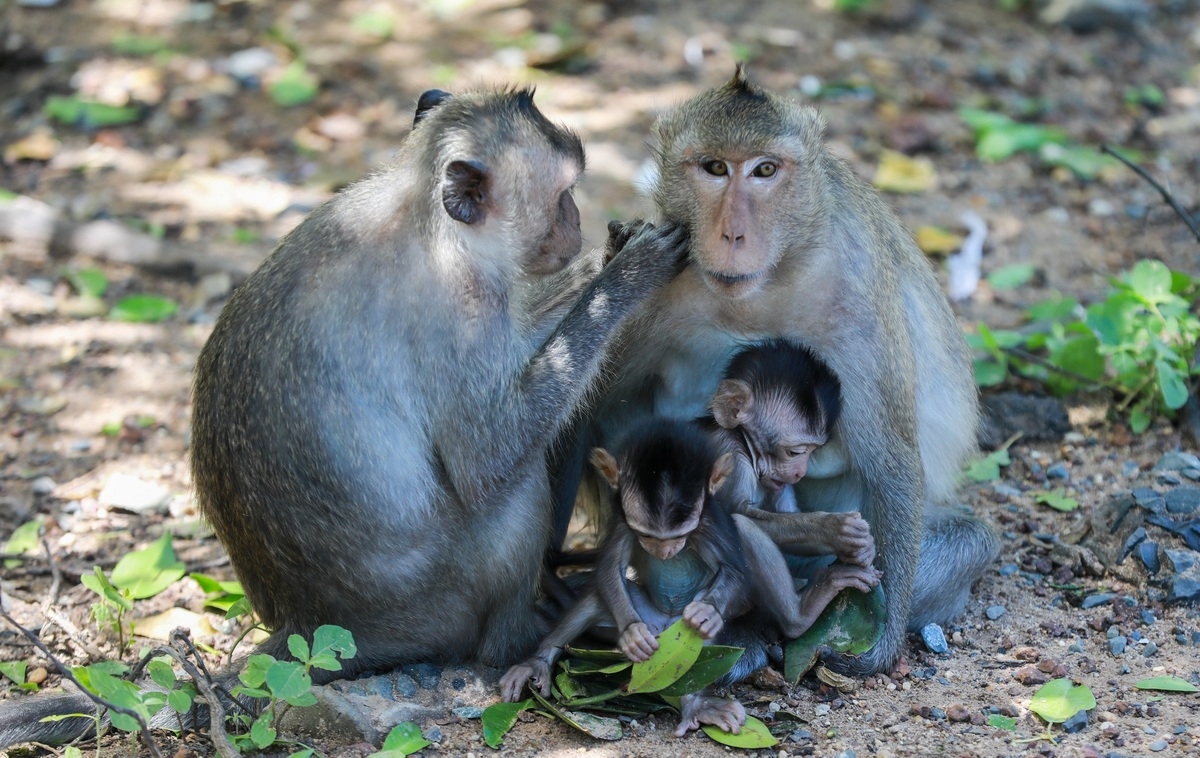 Tourist destination flocked with thousands of monkeys Tourist destination flocked with thousands of monkeys