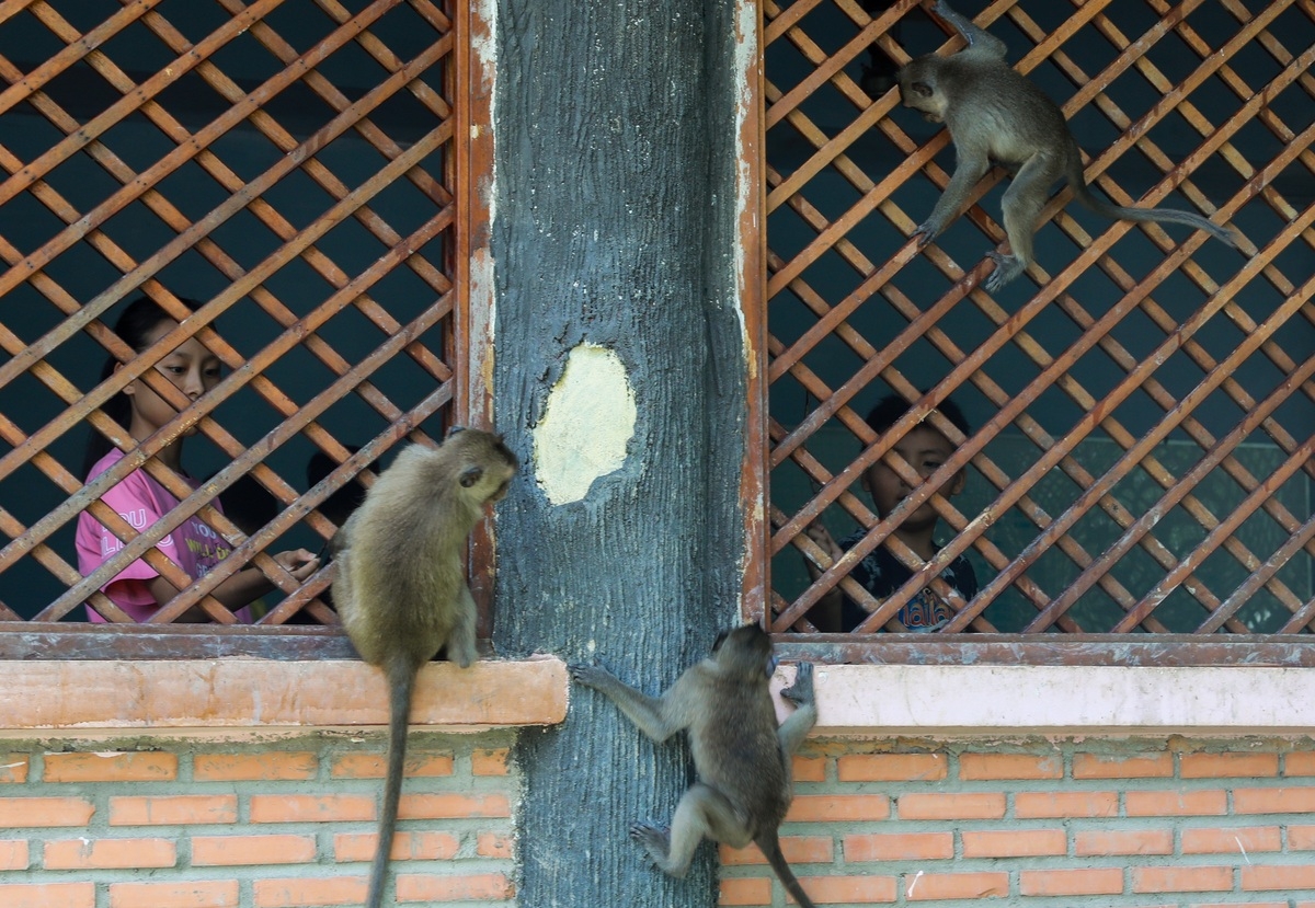 Tourist destination flocked with thousands of monkeys Tourist destination flocked with thousands of monkeys